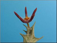 Orbea chrysostephana